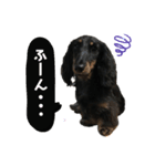ダックスフントまろろ（個別スタンプ：4）
