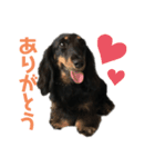 ダックスフントまろろ（個別スタンプ：5）