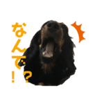 ダックスフントまろろ（個別スタンプ：7）