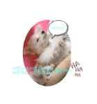わんちゃんズ❤️4（個別スタンプ：2）
