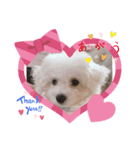 わんちゃんズ❤️4（個別スタンプ：6）