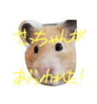 せっちゃんハムスター（個別スタンプ：3）