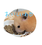 せっちゃんハムスター（個別スタンプ：4）