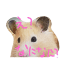 せっちゃんハムスター（個別スタンプ：8）