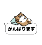 キジ白猫✨吹き出しデカ文字スタンプ✨大和猫（個別スタンプ：31）