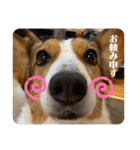 シャンティー親分（個別スタンプ：1）