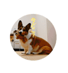 シャンティー親分（個別スタンプ：2）