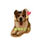 シャンティー親分（個別スタンプ：5）