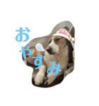 シャンティー親分（個別スタンプ：6）