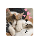 シャンティー親分（個別スタンプ：8）