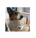 シャンティー親分（個別スタンプ：11）