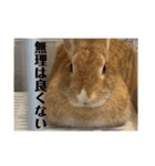 シャンティー親分（個別スタンプ：16）