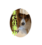 シャンティー親分（個別スタンプ：17）