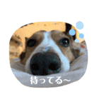 シャンティー親分（個別スタンプ：19）