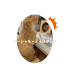 シャンティー親分（個別スタンプ：25）