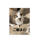 シャンティー親分（個別スタンプ：26）