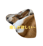 シャンティー親分（個別スタンプ：27）