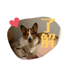 シャンティー親分（個別スタンプ：29）