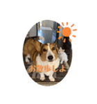 シャンティー親分（個別スタンプ：38）
