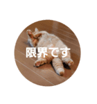 セロリ＆ライムのスタンプ（個別スタンプ：3）