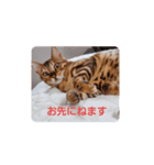 セロリ＆ライムのスタンプ（個別スタンプ：8）