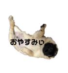 ドンスタ（個別スタンプ：5）