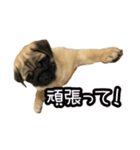 ドンスタ（個別スタンプ：8）