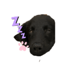 Lily Face stamp（個別スタンプ：1）