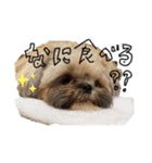 もさおーず（個別スタンプ：1）