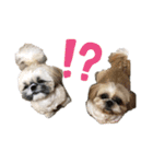 もさおーず（個別スタンプ：5）