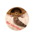 ミランダのミーちゃん レオパ（個別スタンプ：7）