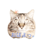 roséとvividの心のこえ。（個別スタンプ：2）