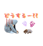 ダックン＆ゴロ兵衛  2（個別スタンプ：2）