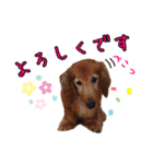 ダックン＆ゴロ兵衛  2（個別スタンプ：3）