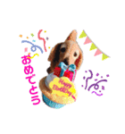 ダックン＆ゴロ兵衛  2（個別スタンプ：10）