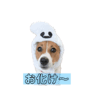さくら＆ユキ  ジャックラッセルテリア（個別スタンプ：1）