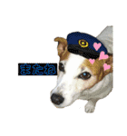 さくら＆ユキ  ジャックラッセルテリア（個別スタンプ：4）