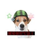 さくら＆ユキ  ジャックラッセルテリア（個別スタンプ：5）
