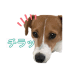 さくら＆ユキ  ジャックラッセルテリア（個別スタンプ：9）