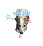 さくら＆ユキ  ジャックラッセルテリア（個別スタンプ：10）