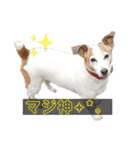 さくら＆ユキ  ジャックラッセルテリア（個別スタンプ：11）