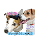 さくら＆ユキ  ジャックラッセルテリア（個別スタンプ：13）