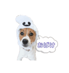 さくら＆ユキ  ジャックラッセルテリア（個別スタンプ：16）
