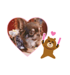 チワワのあんこちゃんスタンプ2（個別スタンプ：1）