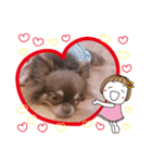 チワワのあんこちゃんスタンプ2（個別スタンプ：3）