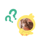 チワワのあんこちゃんスタンプ2（個別スタンプ：4）