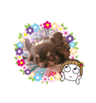 チワワのあんこちゃんスタンプ2（個別スタンプ：5）