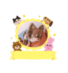 チワワのあんこちゃんスタンプ2（個別スタンプ：6）