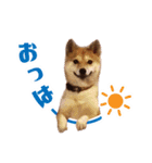 ★もか＆小麦★（個別スタンプ：8）