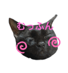うちのお猫様 黒猫（個別スタンプ：1）